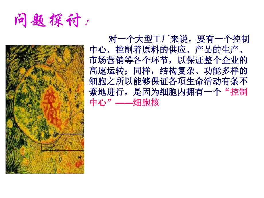 细胞核系统的控制中心.ppt_第2页