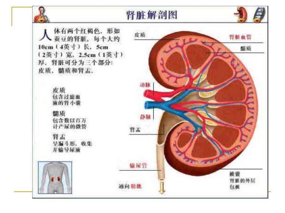 肾小球疾病ppt幻灯片.ppt_第2页