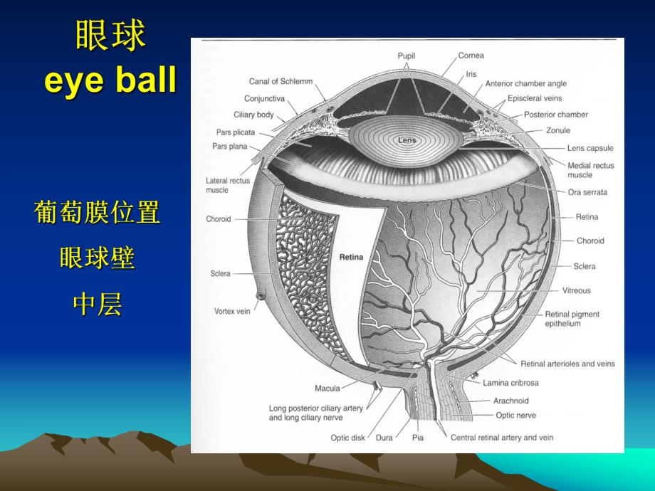 葡萄膜疾病1.ppt.ppt_第3页