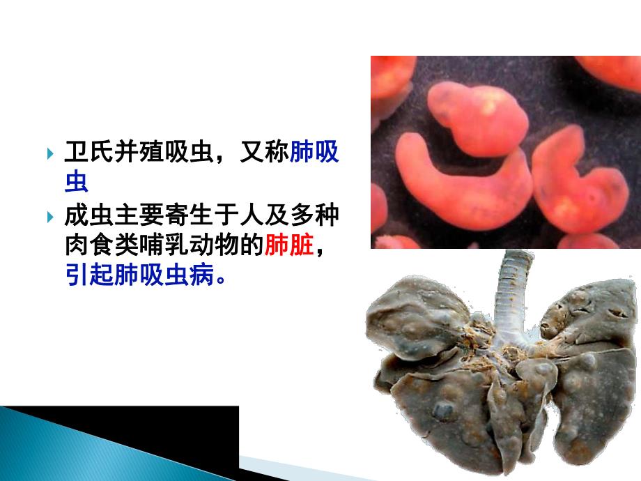 肺吸虫血吸虫.ppt_第2页