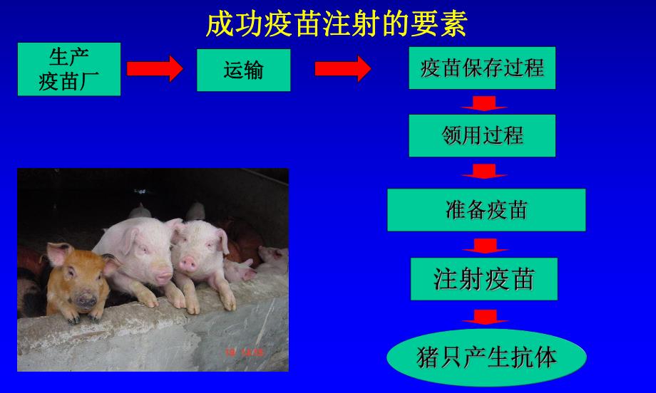 猪的疫苗注射注意事项.ppt_第2页