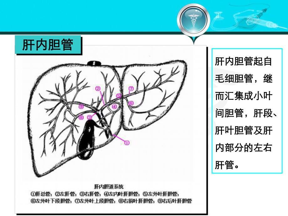 胆道疾病1.ppt_第3页