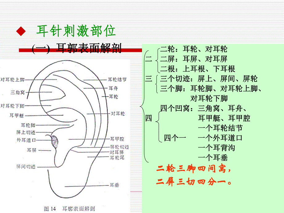 耳针.ppt.ppt_第3页