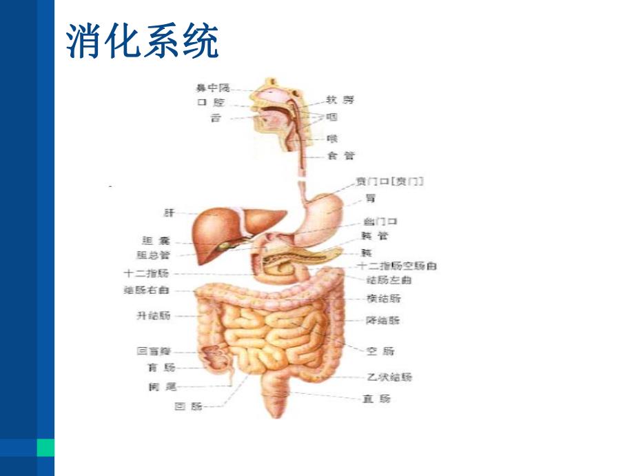 消化系统常见疾病的防治与食疗保健.ppt_第3页