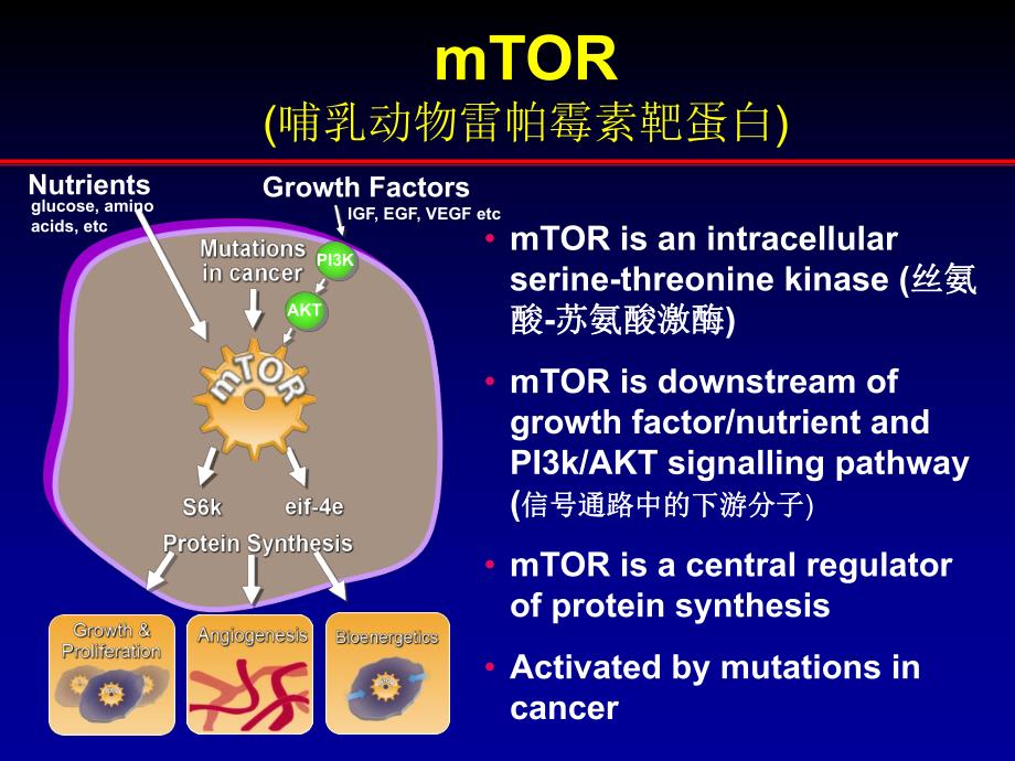 mTOR抑制剂在癌症治疗中的应用.ppt_第3页