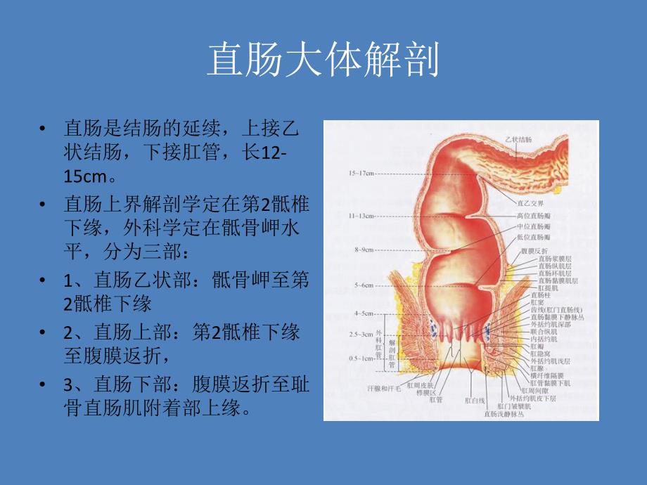 直肠癌术前分期.ppt_第2页