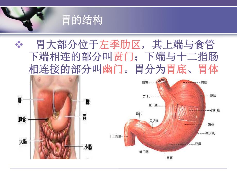 胃癌术后胃肠营养护理.ppt_第2页