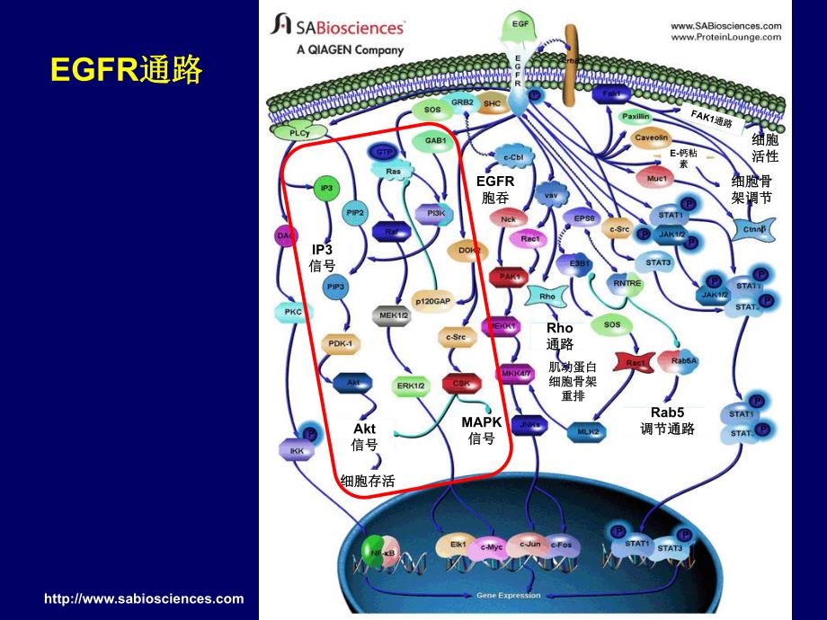 结直肠癌靶向治疗.ppt_第3页