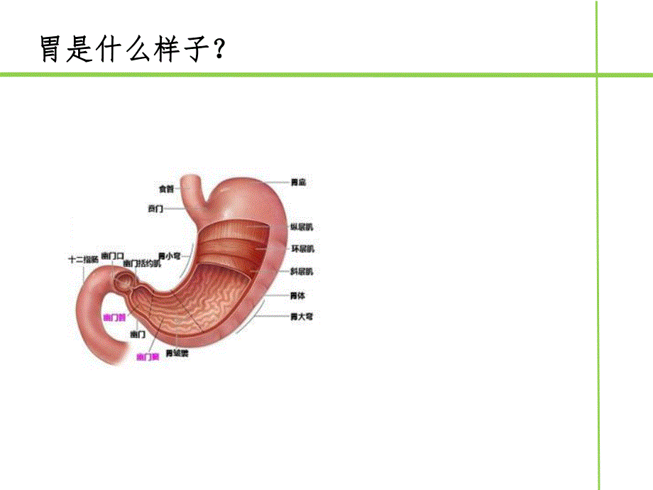 中医保胃战专题培训.ppt_第3页