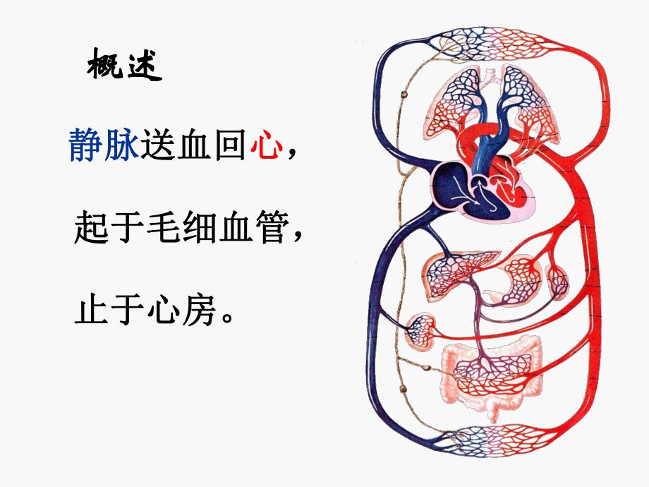 人体解剖学静脉和淋巴.ppt_第3页