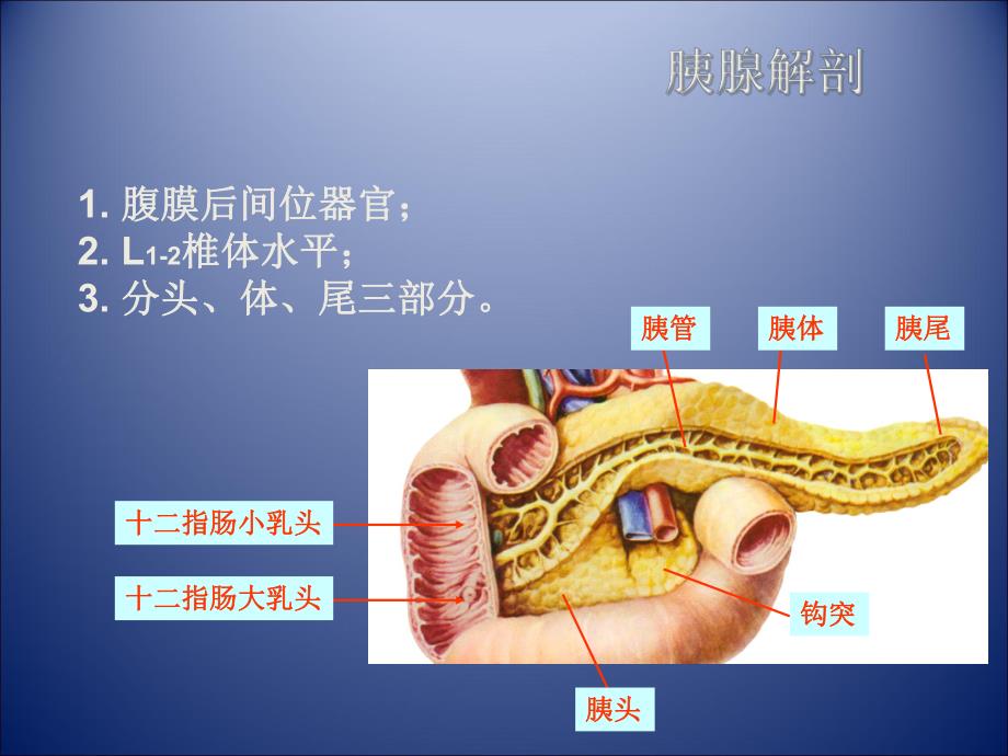 胰腺肿瘤影像学诊断.ppt_第2页