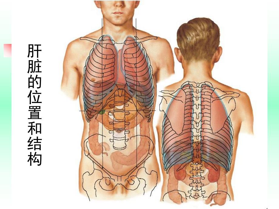 肝癌的早期防治.ppt_第3页