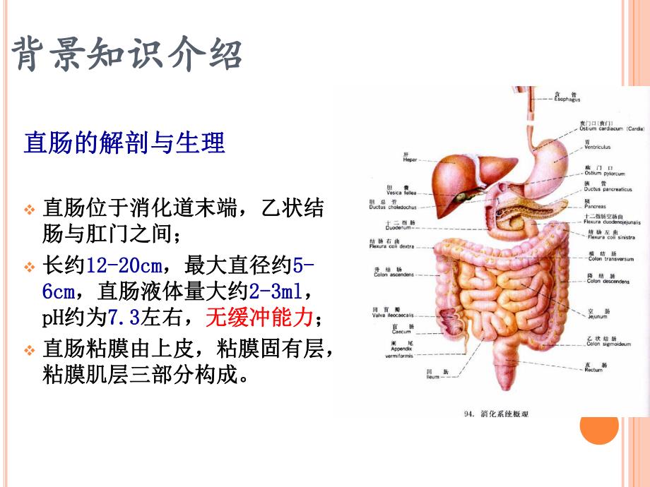 直肠给药系统的介绍.ppt.ppt_第3页