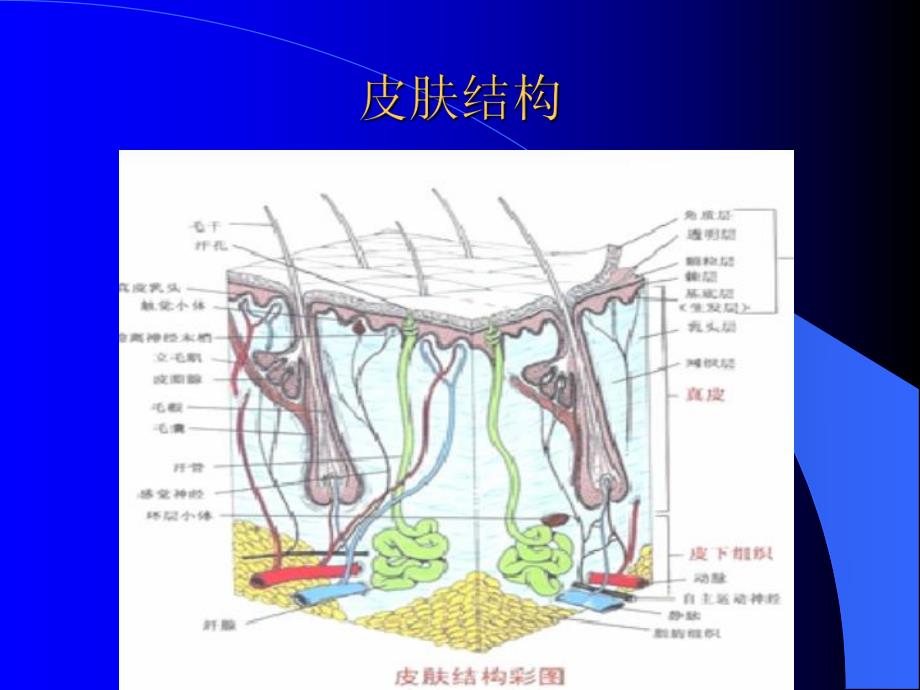 皮肤及软组织肿瘤..ppt_第2页