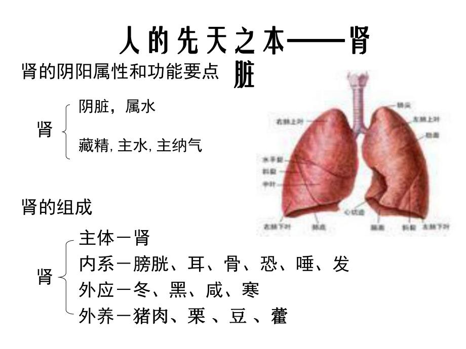 中医基础七肾.ppt_第3页