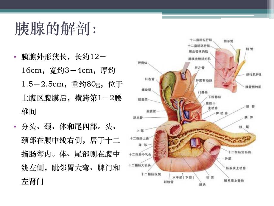 胰腺肿瘤.ppt.ppt_第2页