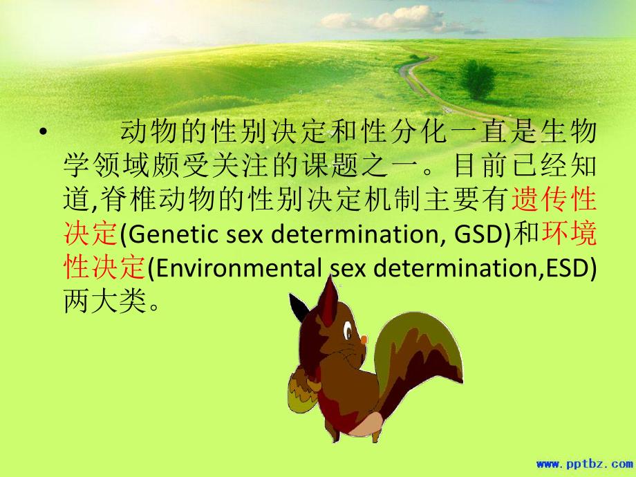 泽蛙的性腺分化及温度对性别决定的影响.ppt_第3页