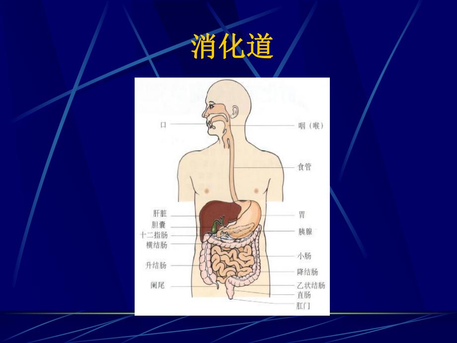 上消化道大出血ppt.ppt_第2页