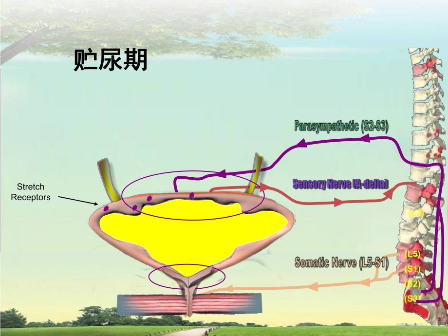 膀胱压力PPT.ppt_第3页