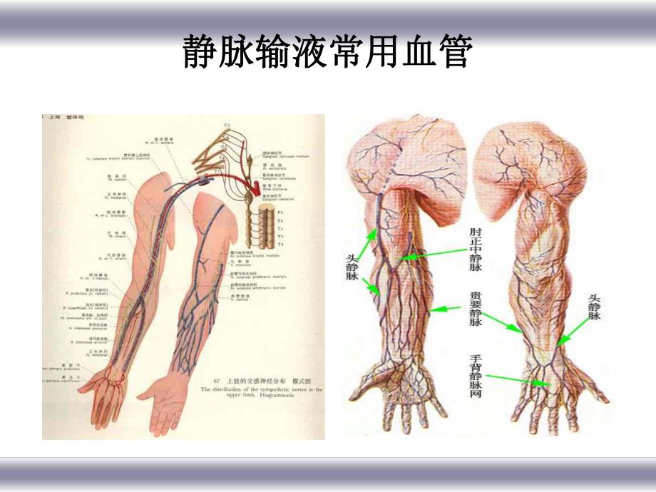 危重病人血管保护.ppt.ppt_第2页