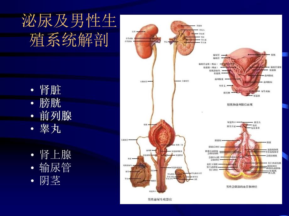 膀胱癌放疗.ppt_第2页