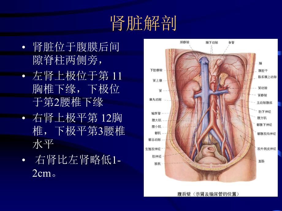 膀胱癌放疗.ppt_第3页