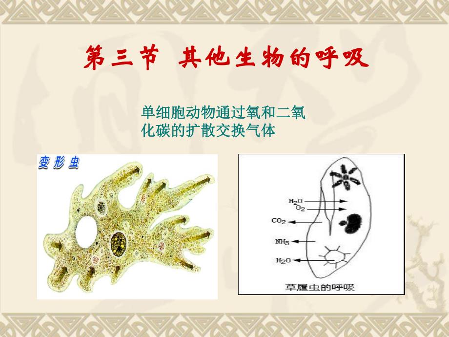 其他生物的呼吸(制作).ppt_第1页