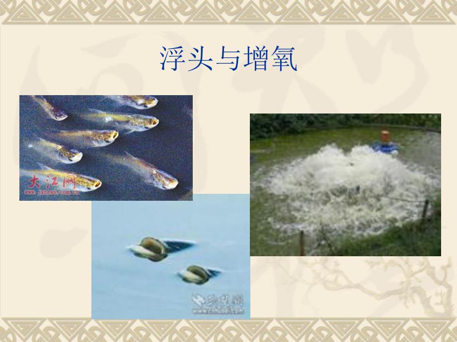 其他生物的呼吸(制作).ppt_第3页