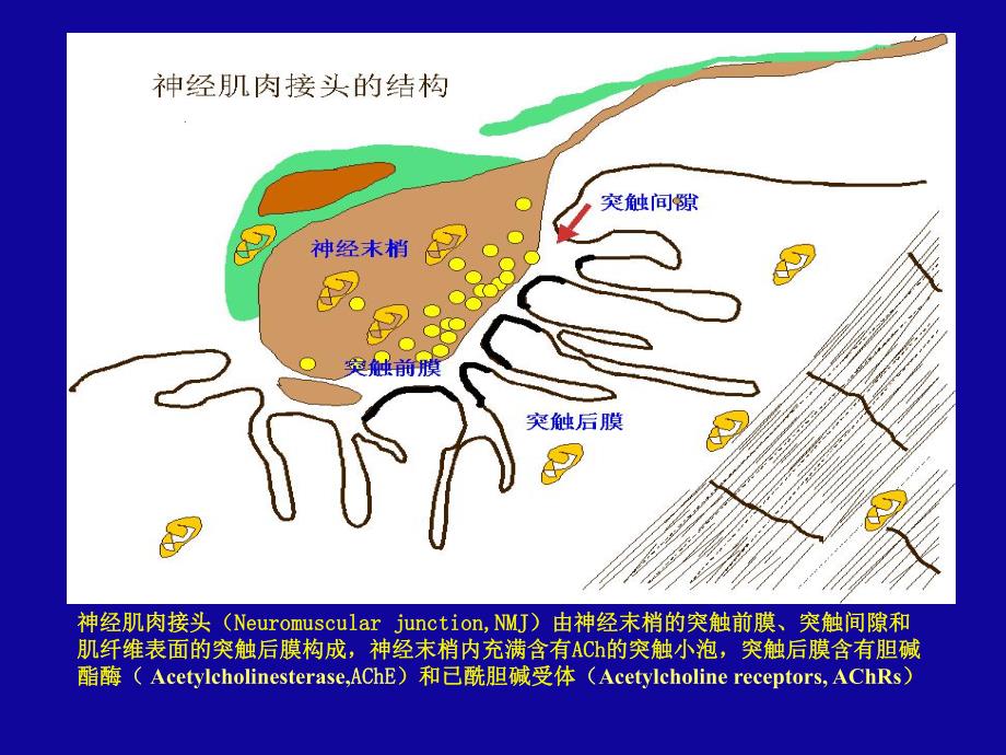 重症肌无力.ppt_第3页