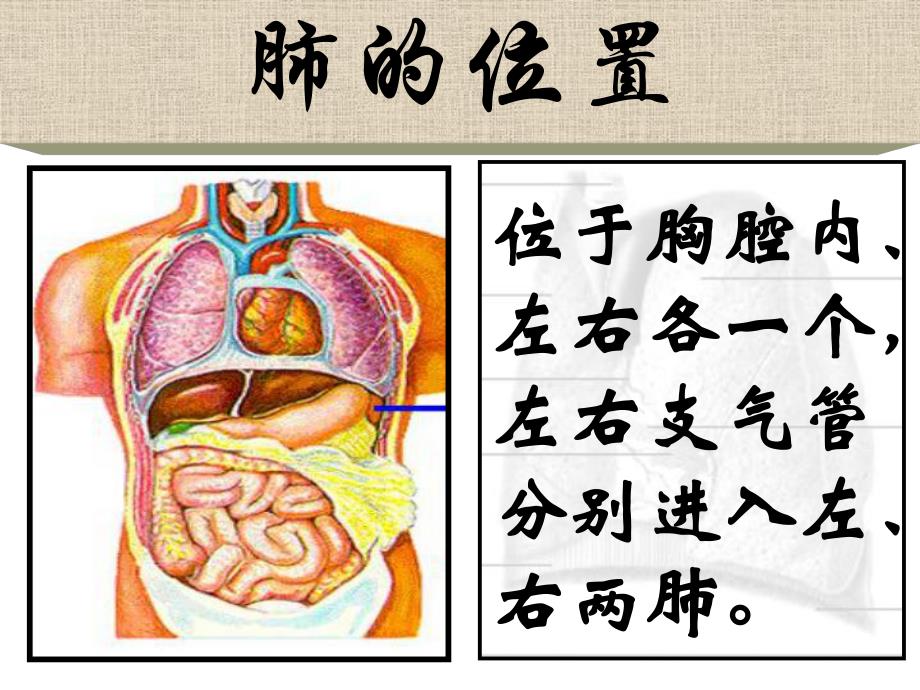 呼吸机麻痹.ppt_第3页