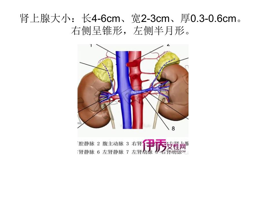 原发性醛固酮增多.ppt_第3页