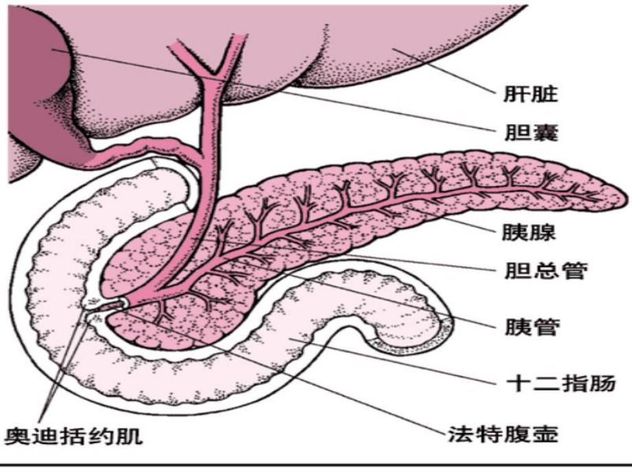 急性胰腺炎3.ppt_第3页