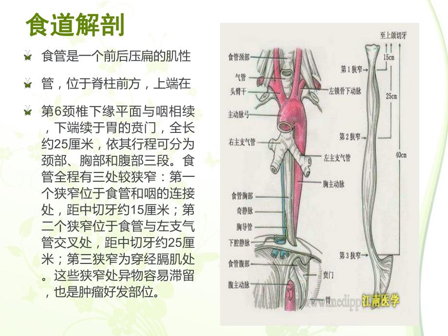 食道疾病.ppt_第2页