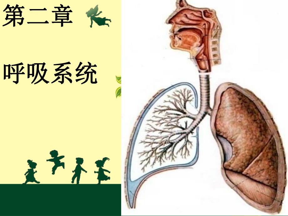 呼吸系统概述及急性支气管炎.ppt_第1页