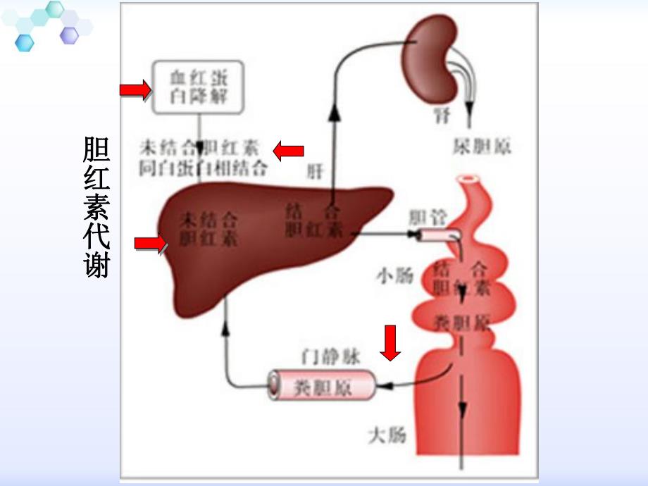 婴儿高胆红素血症.ppt_第2页