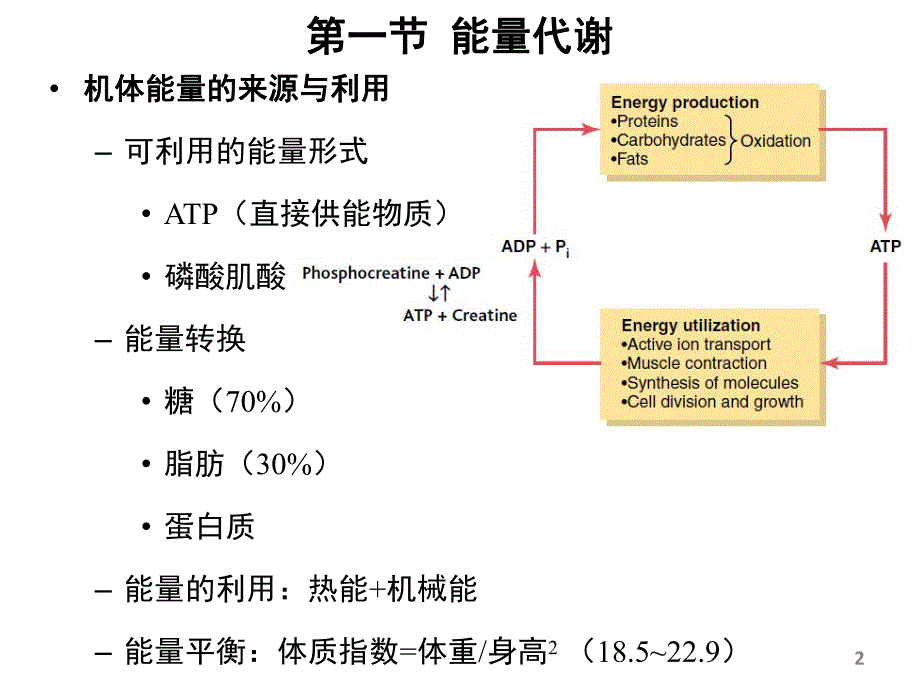 能量代谢与体温.ppt_第2页