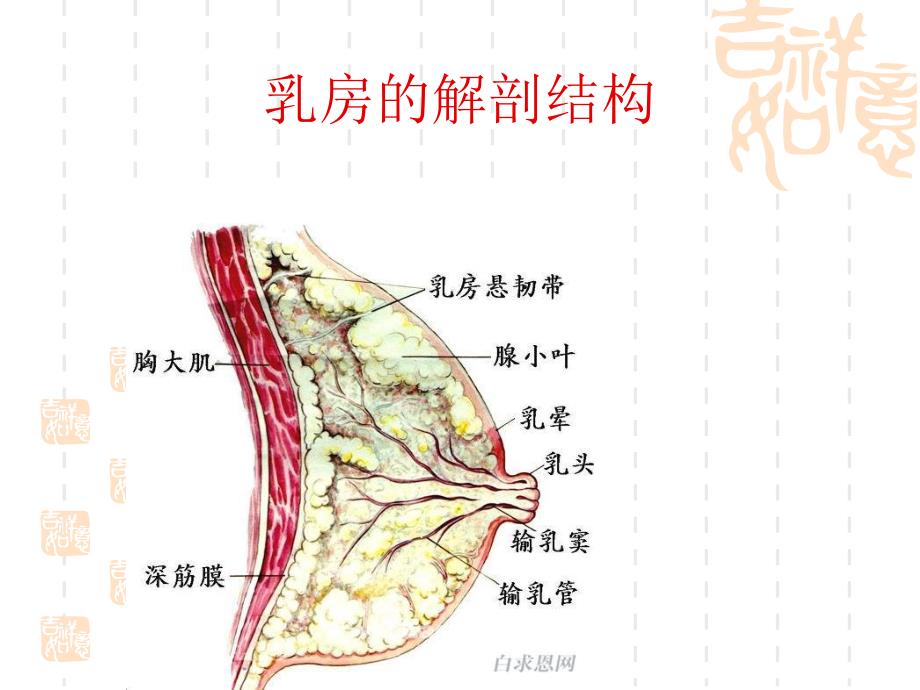 母乳的成分、母乳喂养知识暨喂哺技巧.ppt_第3页