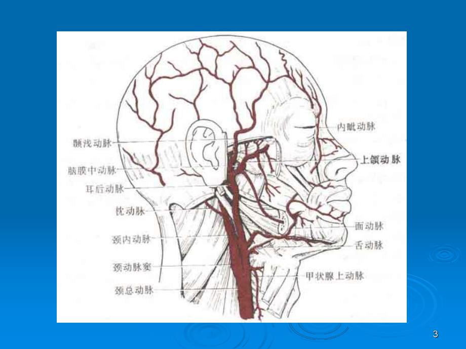 头颈部血管(颈内动脉)解剖分段.ppt_第3页
