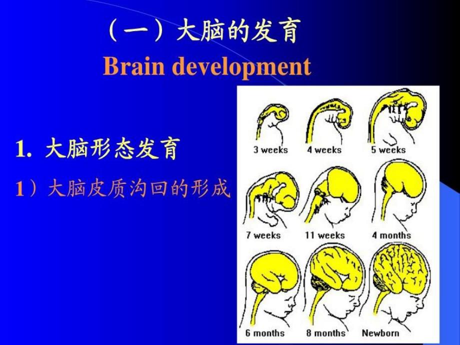 小儿神经系统发育图文.ppt_第3页