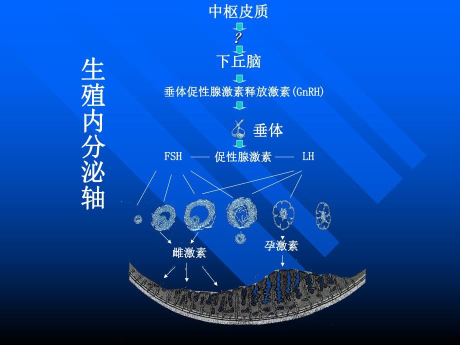 功能失调性子宫出血【精选PPT】 .ppt_第3页