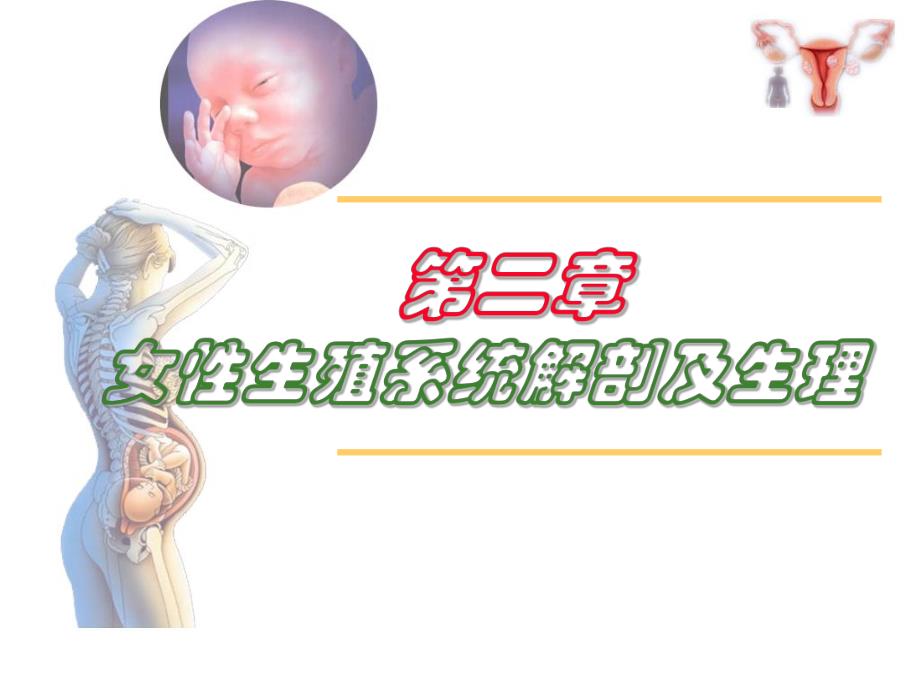 妇产科第二章女性生殖系统解剖及生理资料.ppt_第1页