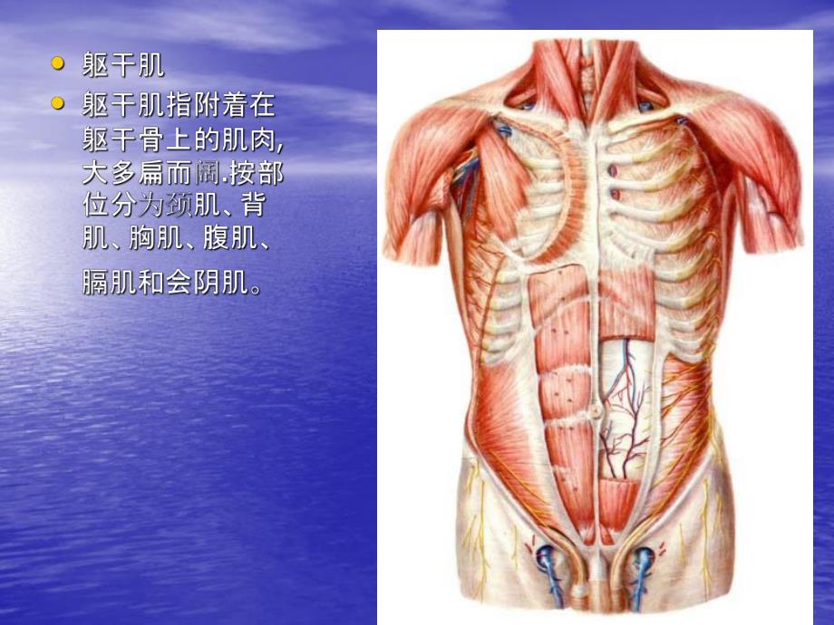 运动解剖学9躯干的肌肉、头颈肌.ppt_第2页