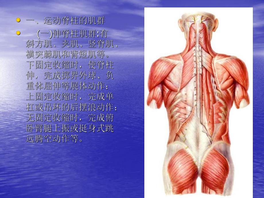 运动解剖学9躯干的肌肉、头颈肌.ppt_第3页