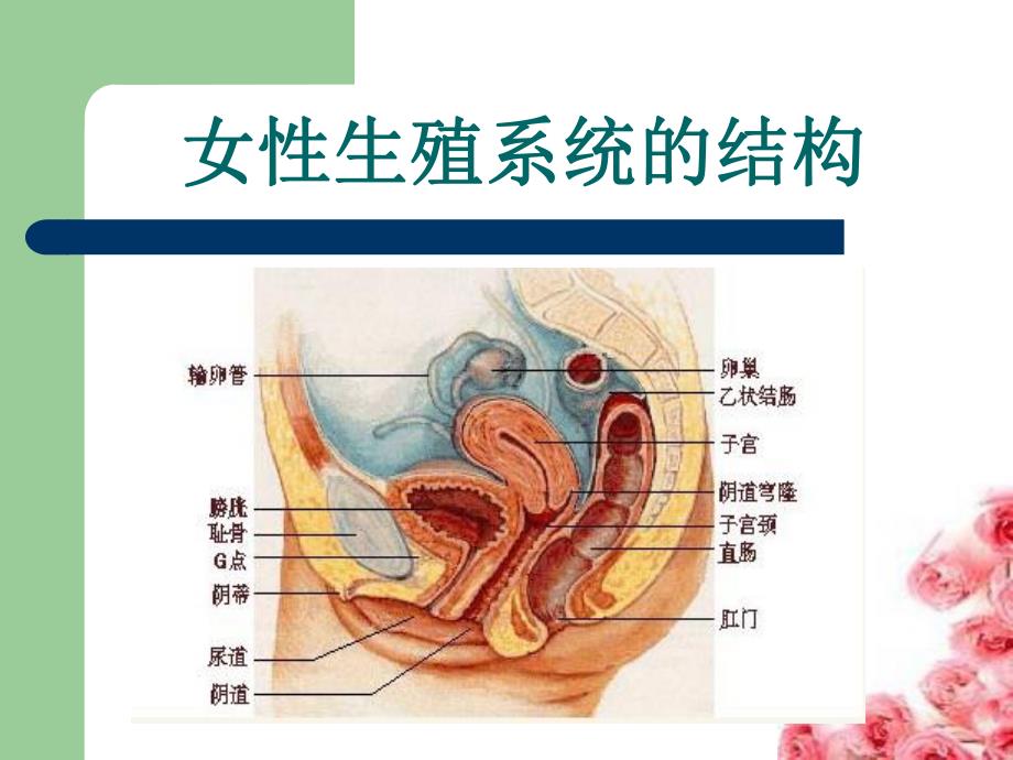 妇女生殖健康知识.ppt_第2页