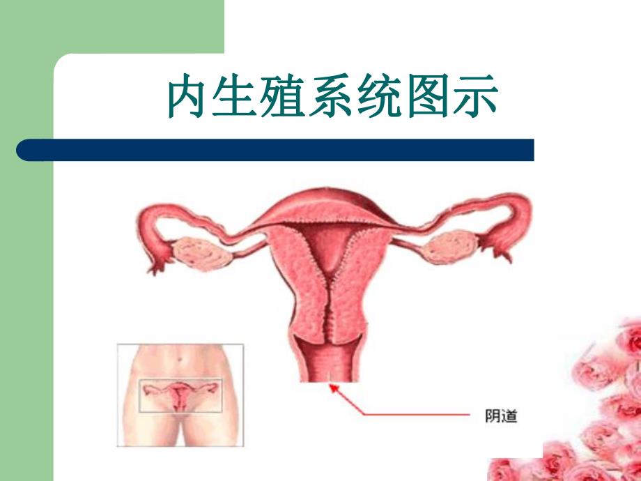 妇女生殖健康知识.ppt_第3页