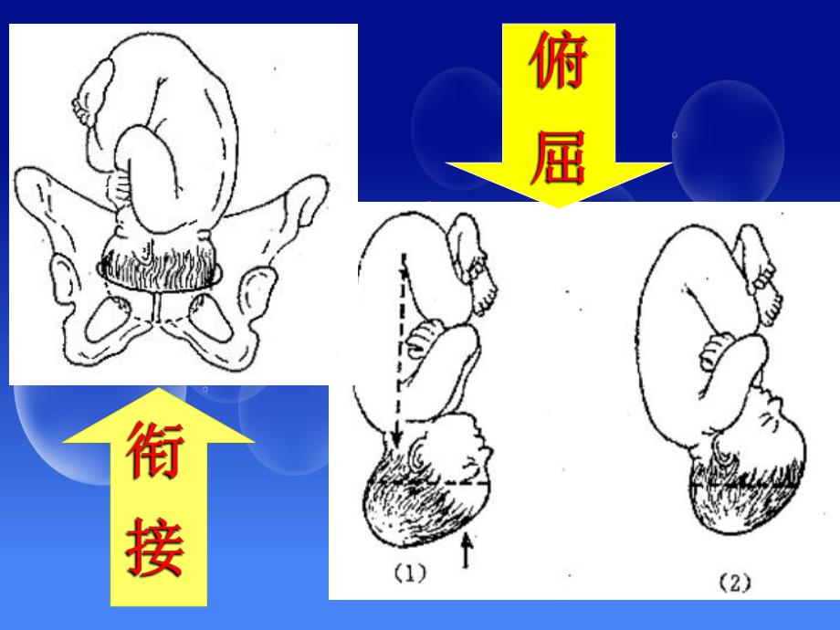 29 子宫平滑肌收缩药与舒张药.ppt.ppt_第3页