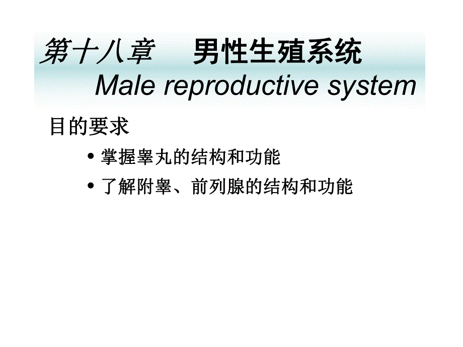 【组织学与胚胎学】第十八章 男性生殖系统.ppt_第1页