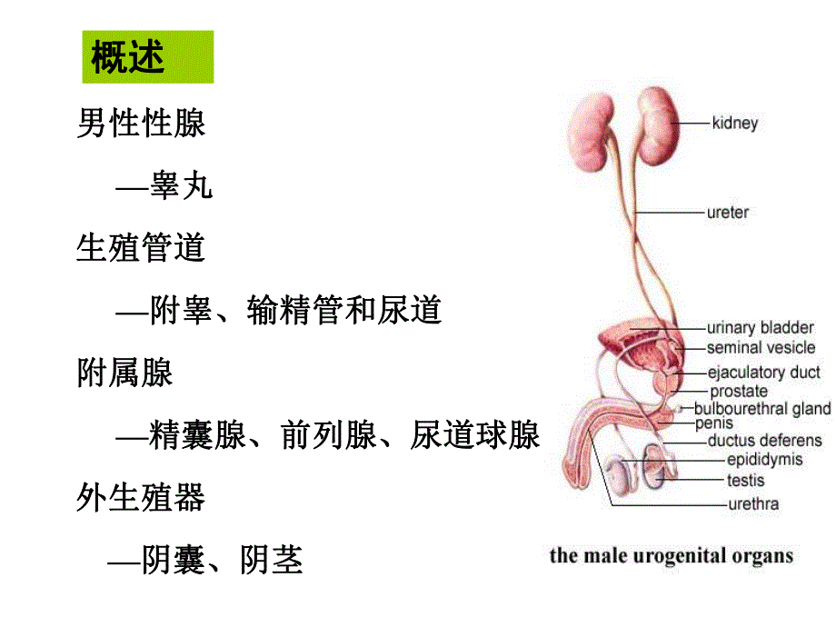 【组织学与胚胎学】第十八章 男性生殖系统.ppt_第2页