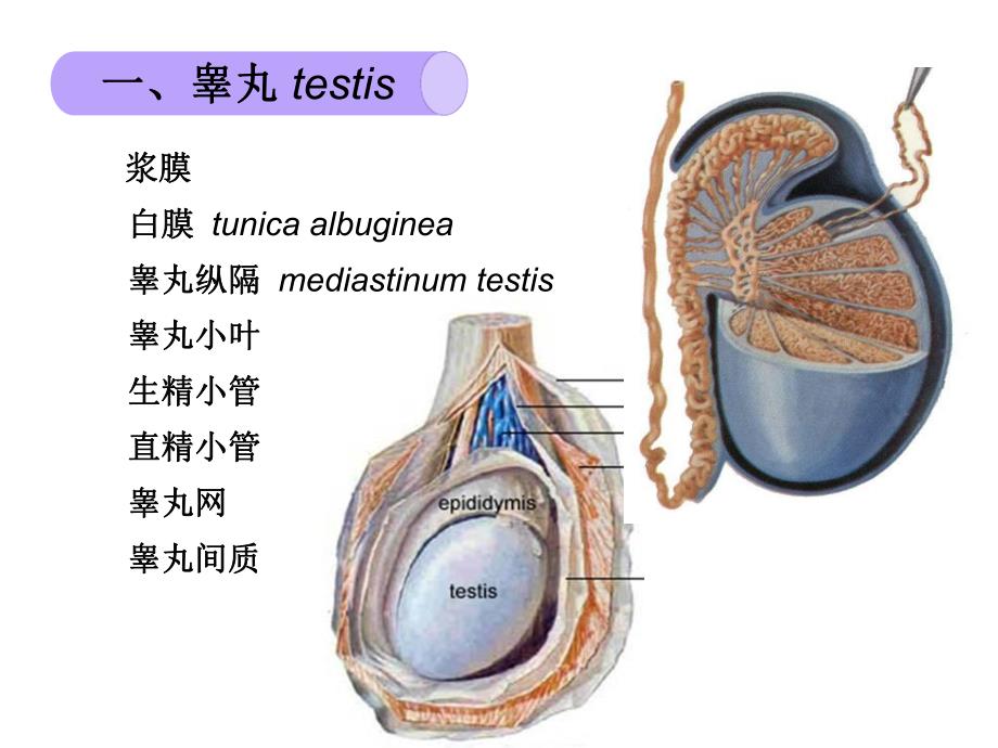 【组织学与胚胎学】第十八章 男性生殖系统.ppt_第3页