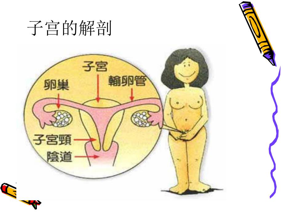 全子宫手术的护理配合.ppt_第2页